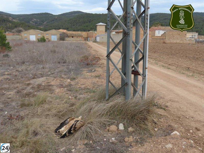 La SVO informa de la trágica electrocución de un águila imperial en Requena.