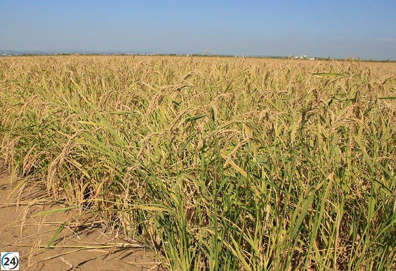 El aumento del SMI amenaza la rentabilidad de los agricultores valencianos y provoca abandono de terrenos, según AVA-Asaja.