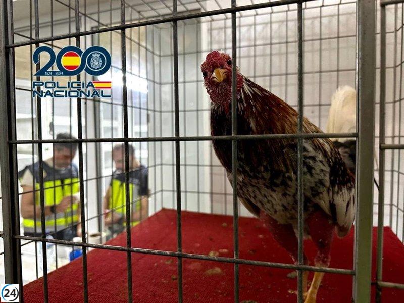 Desmantelada en Aspe una de las principales arenas de peleas ilegales de gallos en España