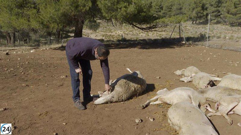 La Generalitat de Cataluña refuerza vigilancia en pleno estudio de presuntas embestidas de lobos a rebaños en Aras de los Olmos