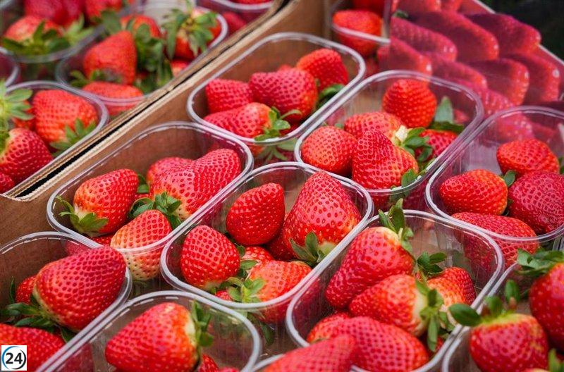 La Unió alerta sobre nuevas fresas con hepatitis A de Marruecos