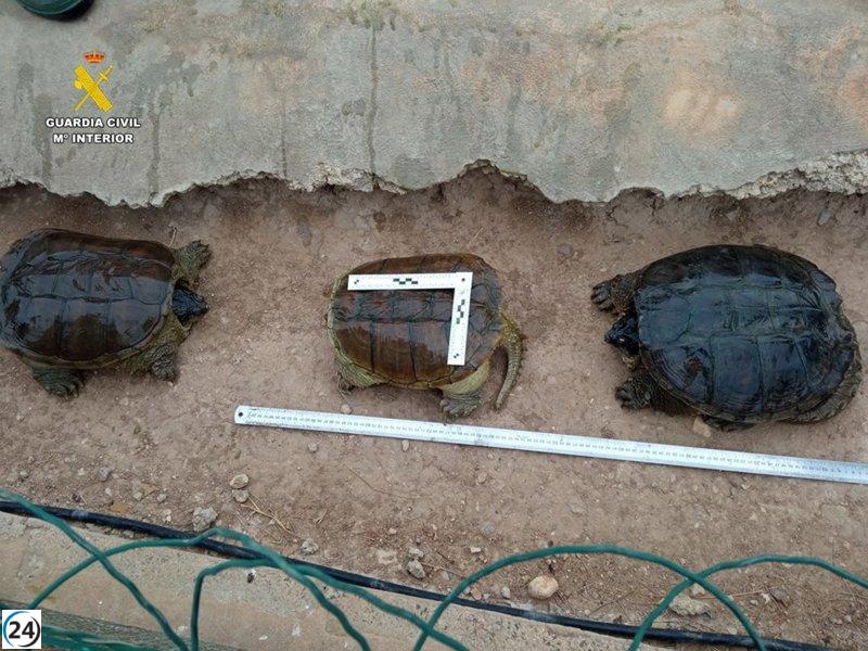 SEPRONA salva a varios animales exóticos en Alicante en 2023