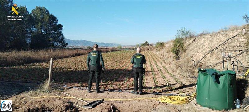 Operativo policial desmantela plantación de marihuana en La Pobla del Duc con más de 4.000 plantas.