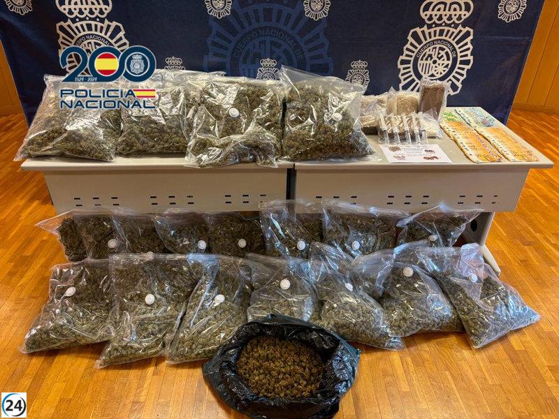 Desmantelada plantación de marihuana en chalet de lujo en Elche: incautados 30 kilos de cogollos y 12.000 euros.
