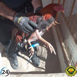La Policía Local pone fin a criadero ilegal de gallos de pelea en La Punta