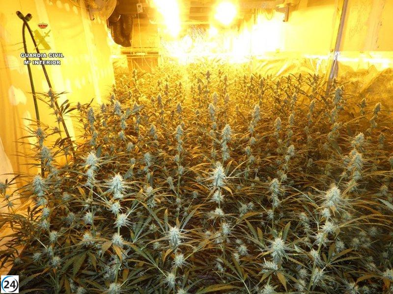 Operativo policial desarticula plantación de marihuana en Els Poblets con 2.400 plantas.