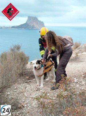Heroico rescate de perro atrapado en zona rocosa de Calp