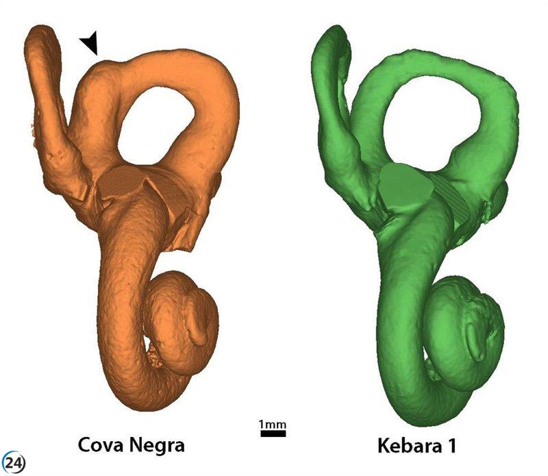 Neandertales protegían a sus hijos con síndrome de Down, revela un estudio pionero.