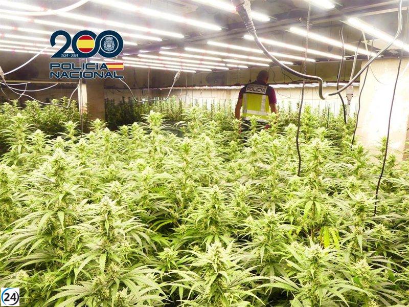 Operación policial desmantela plantación de marihuana con 1.000 plantas y arresta a dos individuos en la Safor