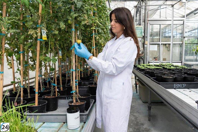 Nace un producto natural que potencia el crecimiento de lechugas y brócoli en suelos secos.