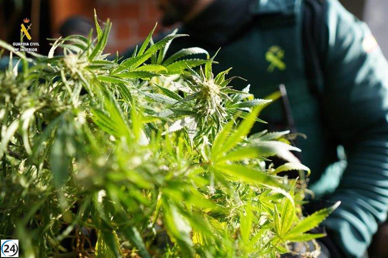 Desmantelan en Silla una plantación de marihuana con 200 plantas.