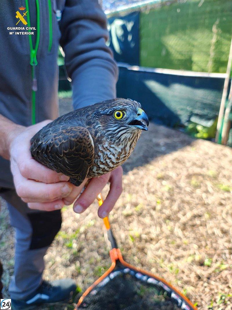 Recuperan gavilán común en Benavites.