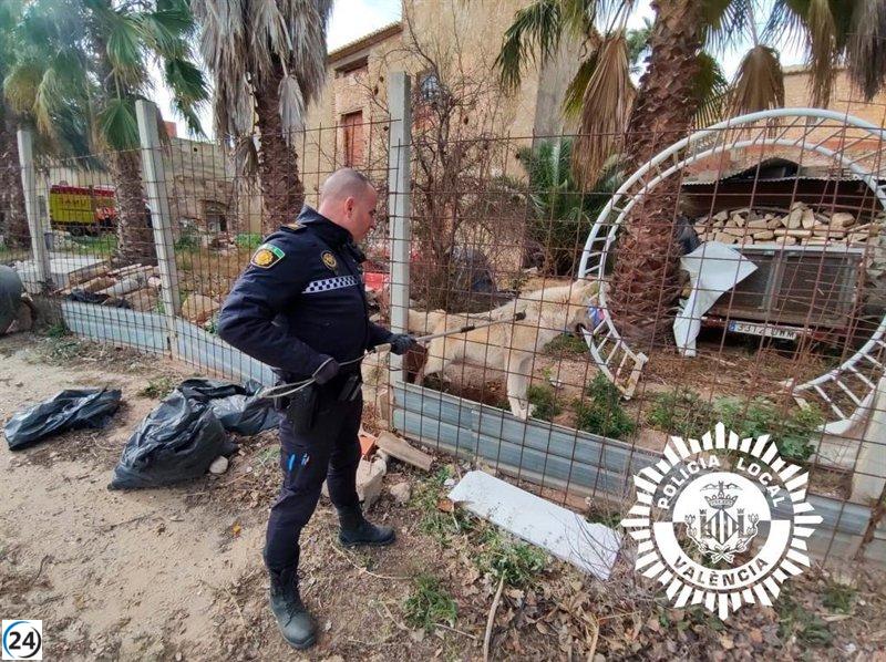 La Policía detiene a un perro-lobo tras agredir gravemente a su propietario en València.