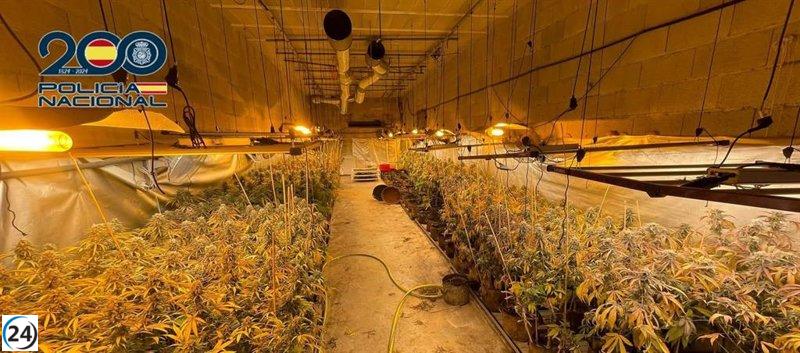 Desmantelan cultivo de 180 marihuanas en Alzira; arrestan a dos sospechosos.