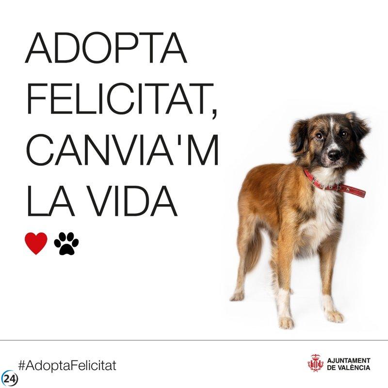 València impulsa campaña para promover la adopción responsable de mascotas.