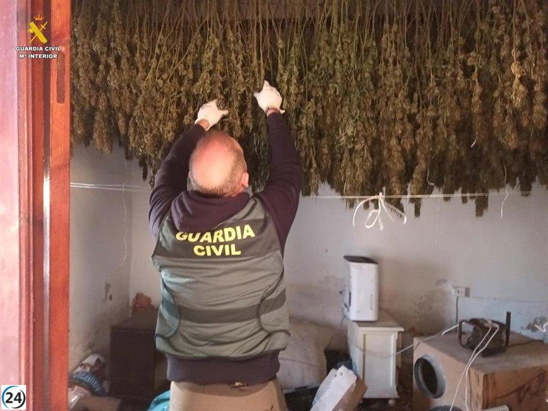 Cacen a encargados de cultivo ilegal de marihuana intentando quemar prueba de 202 plantas.