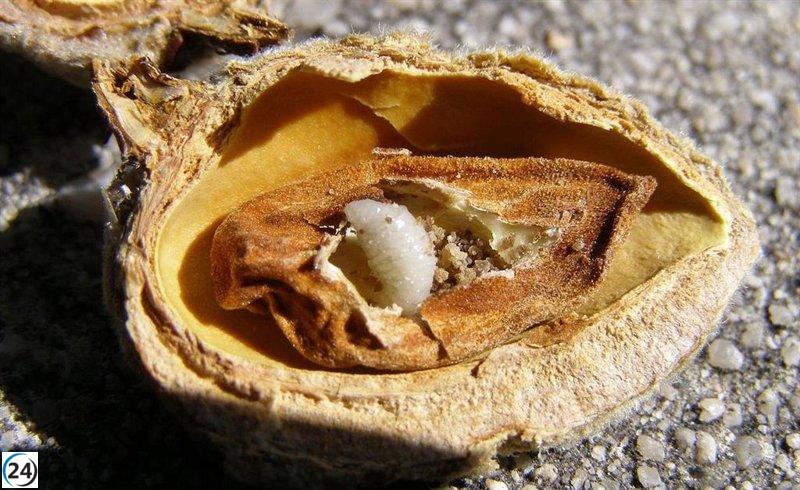 La Unió reclama a Agricultura que distribuya sin costo fitosanitarios para combatir la avispilla del almendro.