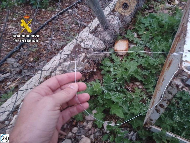 Multado por instalar lazos de caza prohibidos que capturaron a un perro en un paseo en Beneixama, Alicante.