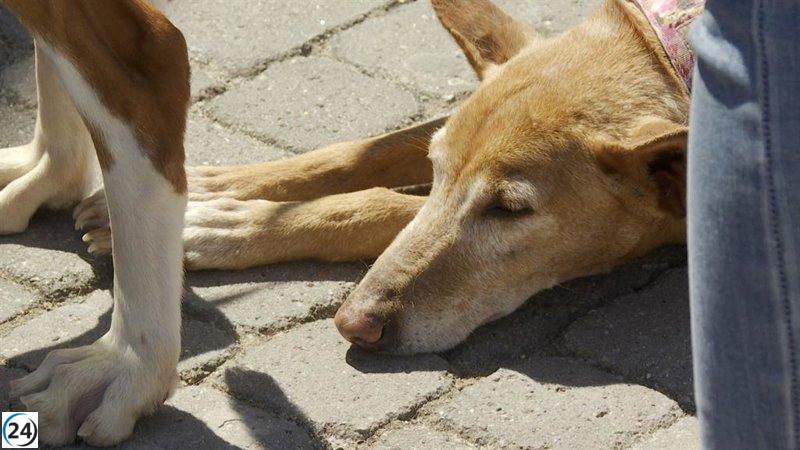Más de 30 perros rescatados de la dana buscan un hogar en Bioparc: 