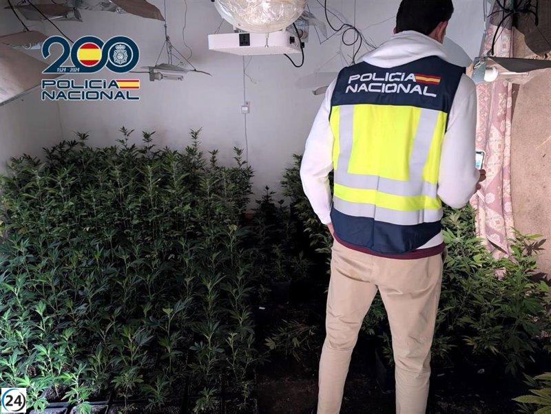 Detenidos en Dénia por cultivar marihuana en vivienda ocupada.