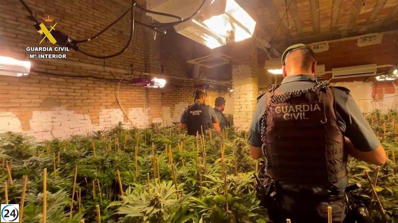 Desarticulan múltiples cultivos de marihuana en la Ribera Alta.