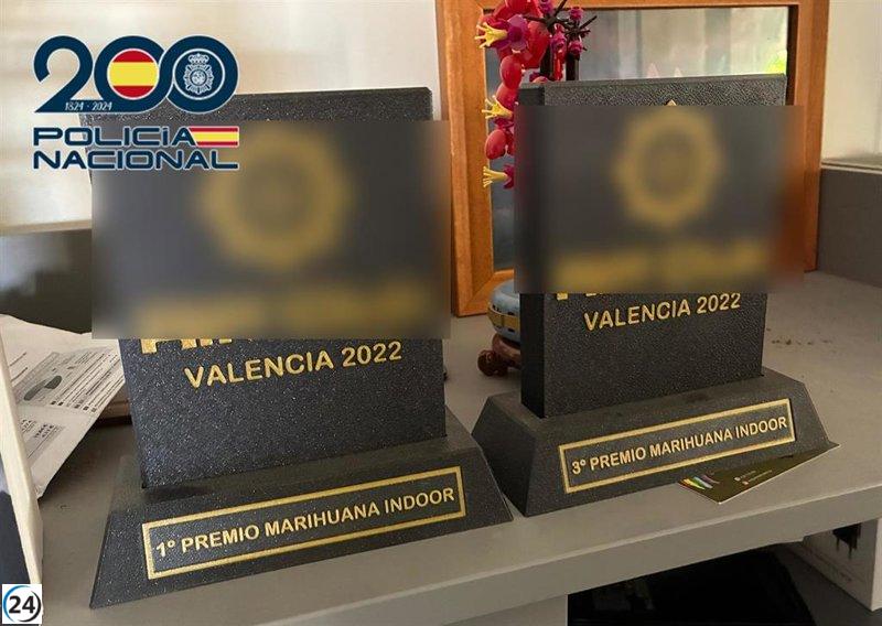 Desmantelan en Náquera una reconocida plantación de marihuana y arrestan a cuatro implicados.