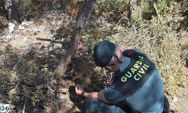 Detenido un hombre en Requena por usar animales muertos como cebo en trampas ilegales.