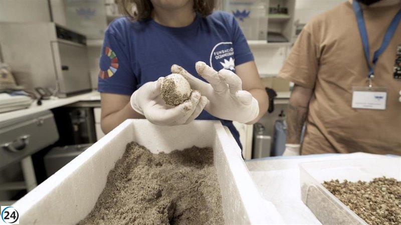 Dénia celebra el primer nido de tortuga boba del año, con 116 huevos en la playa.