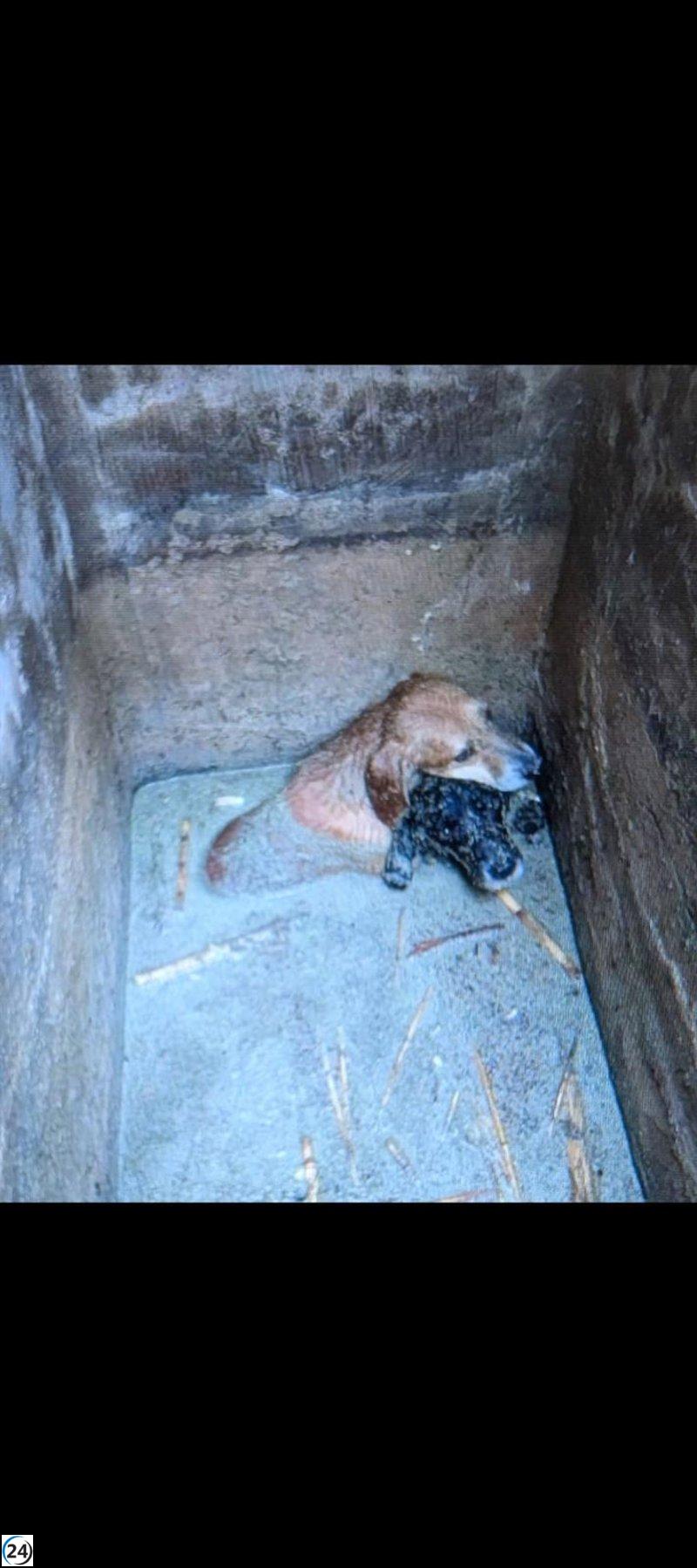Salvan a tres cachorros atrapados en una arqueta inundada en El Campello.