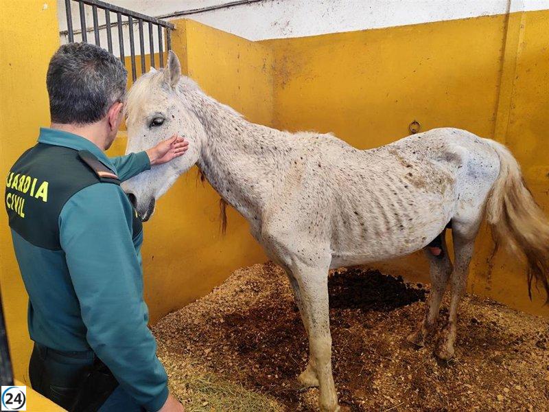 Detienen a dueño de siete caballos en condiciones de abandono y malnutrición.
