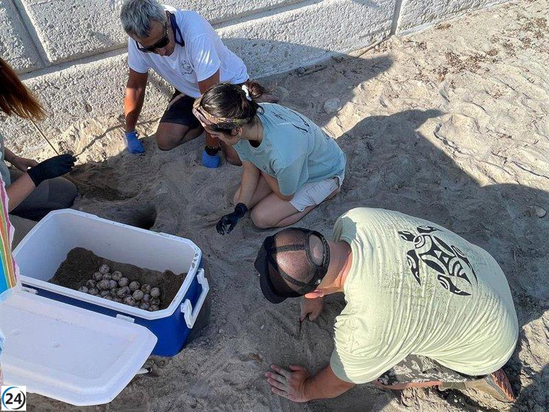 Dénia reporta su segundo nido de tortuga boba de la temporada, con 70 huevos.