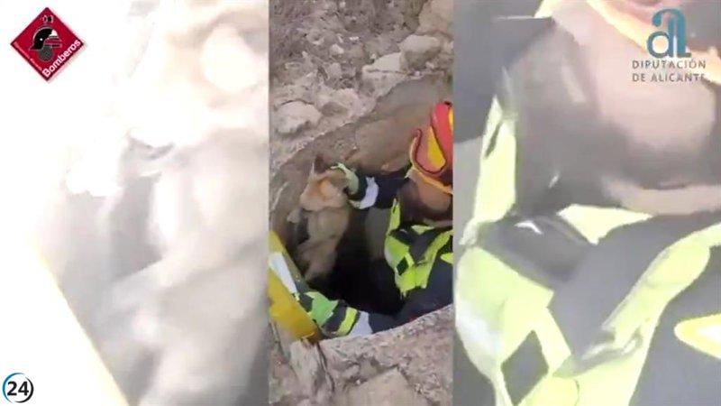 Rescatado un zorro de un pozo de cuatro metros en Monóvar, Alicante.