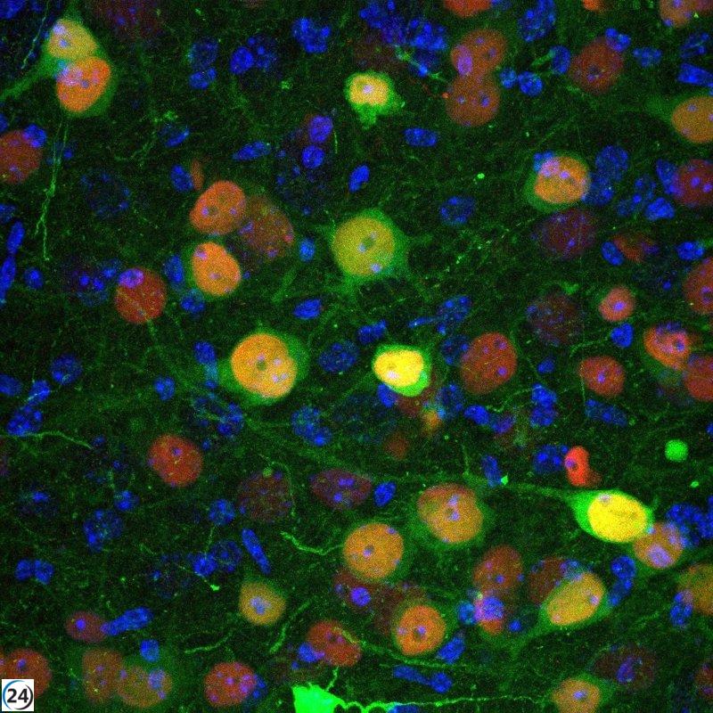 Descubren neuronas clave en el control de la ansiedad y trastornos sociales.