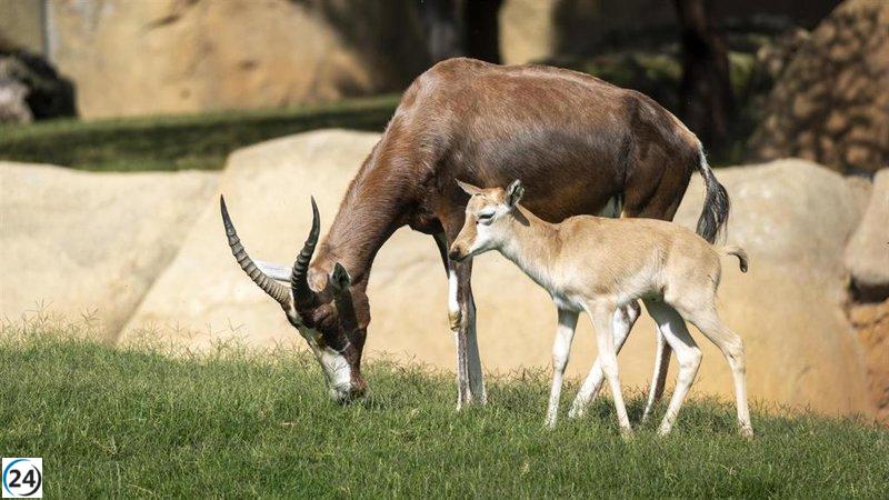 Bioparc Valencia celebra el nacimiento gemelar de blesboks, un antílope rescatado de la extinción.