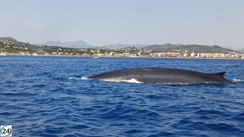 Investigación sobre el rorcual común, el segundo mamífero más grande del mundo, en aguas de Dénia.
