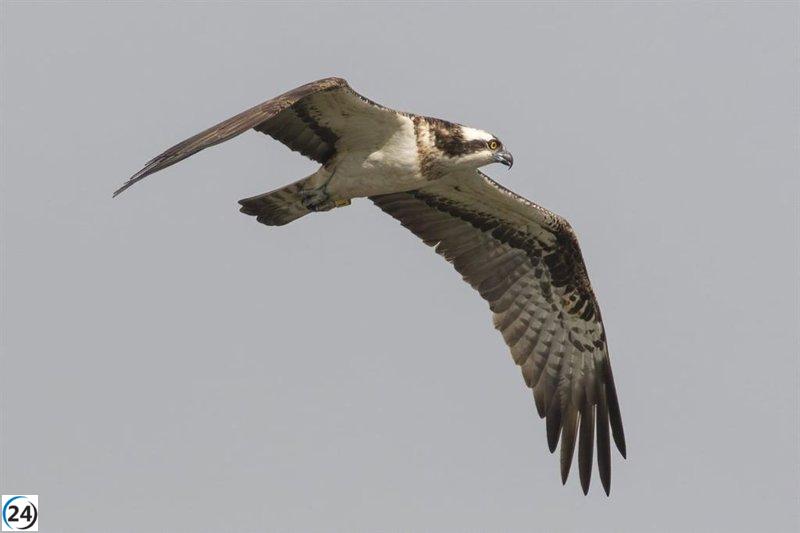 Regresa el primer macho de águila pescadora liberado en 2023 a la Marjal de la Safor.