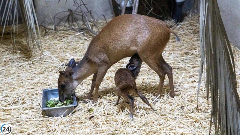 Dos crías de duiker rojo de Natal llegan al Bioparc Valencia en una semana.