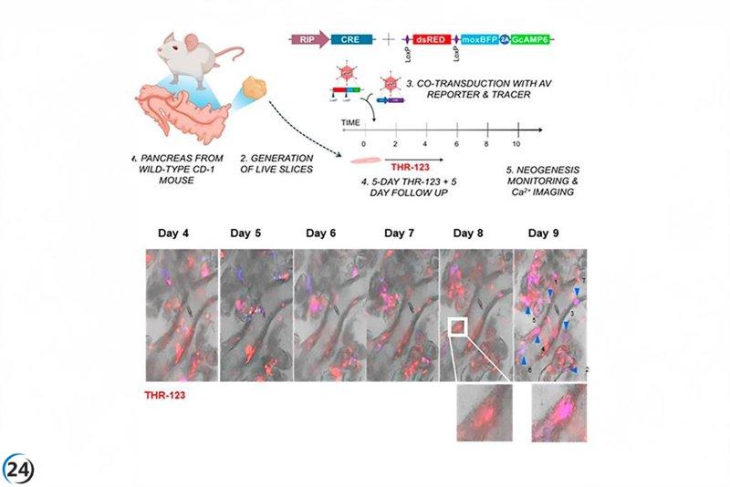 Investigadores de la UCV logran un avance en la regeneración de células de insulina.