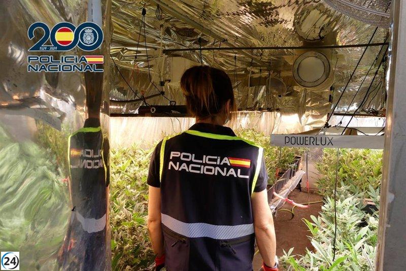 Arrestado un individuo en Petrer por cultivar 741 plantas de marihuana y poseer un arsenal de armas.