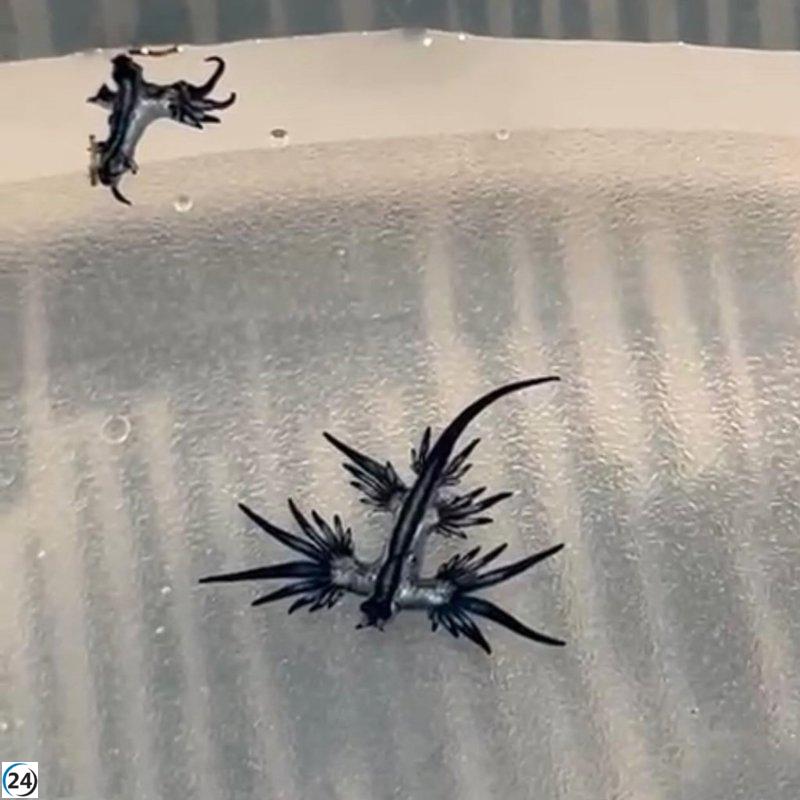 Cancelan nuevamente el baño en las playas de Guardamar por presencia de dragón azul.