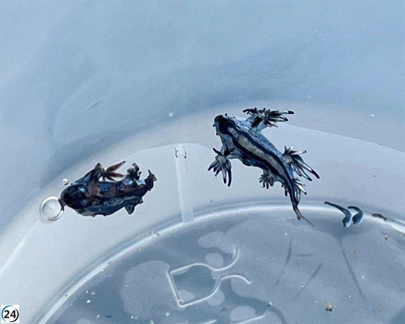 Guardamar y Torrevieja mantienen vigilancia en sus playas ante la aparición de dragones azules.