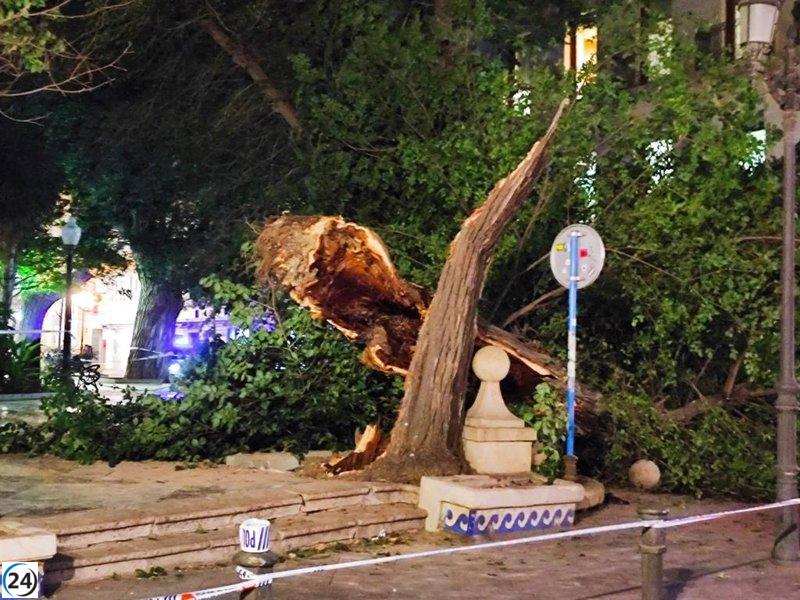 Desaparece un olmo centenario en la plaza Gabriel Miró de Alicante.