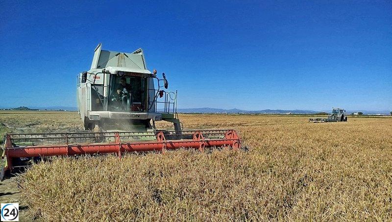 AVA alerta sobre la amenaza de extinción de variedades de arroz debido a la piricularia.
