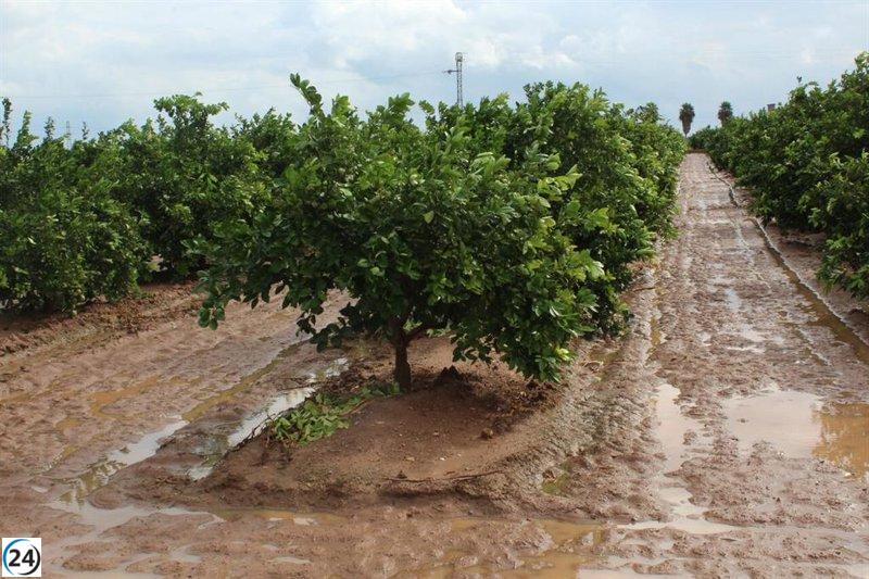 Agricultores valoran las lluvias en el campo como un avance, aunque con excepciones específicas.
