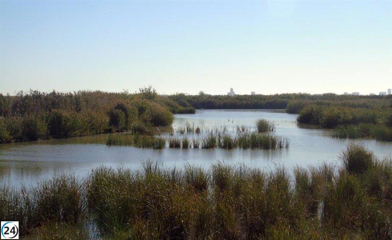 La UPV investiga soluciones naturales en l'Albufera para combatir el cambio climático.