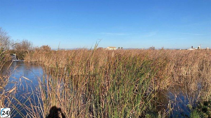 Humedales artificiales en la Albufera combaten la contaminación por plaguicidas.