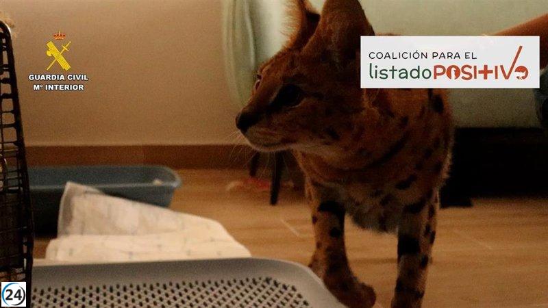 Capturan un serval en una vivienda de Alicante.