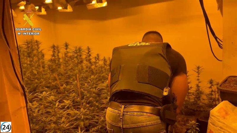 Desarticulado un invernadero de narcotráfico en Chiva; arrestan a los dos ocupantes.