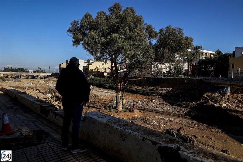 Eucalipto de Paiporta, resistente a la dana, se postula como 'Árbol del Año 2026'