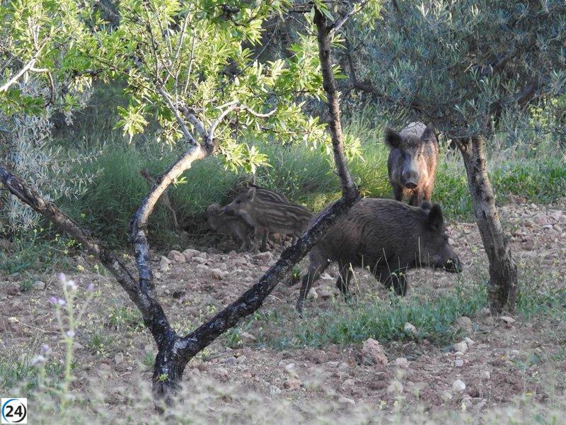 La Generalitat inicia el 1 de enero la caza controlada de jabalíes para frenar la peste porcina.
